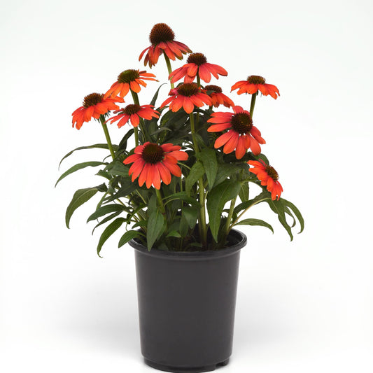 Sunset Echinacea Coneflower bedding plant